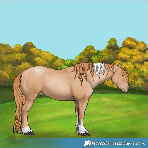 Horse Color:Chestnut Pearl Tobiano