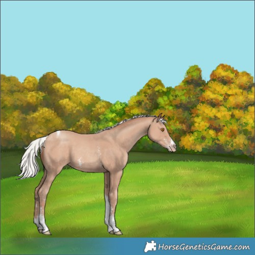 Horse Color:Silver Classic Champagne Sabino Tobiano 