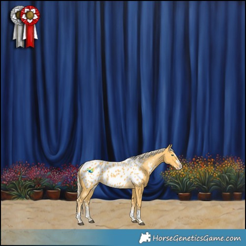 Horse Color:Palomino Splash Appaloosa