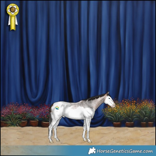 Horse Color:Bay Roan Splash Appaloosa