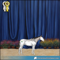 Horse Color:Bay Roan Splash Appaloosa