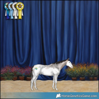Horse Color:Bay Roan Splash Appaloosa 