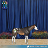 Horse Color:Buckskin Splash Appaloosa 