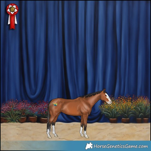 Horse Color:Bay Splash Rabicano 