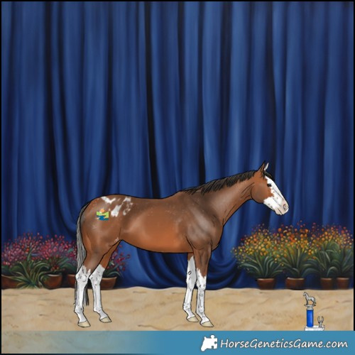 Horse Color:Bay Splash Appaloosa 