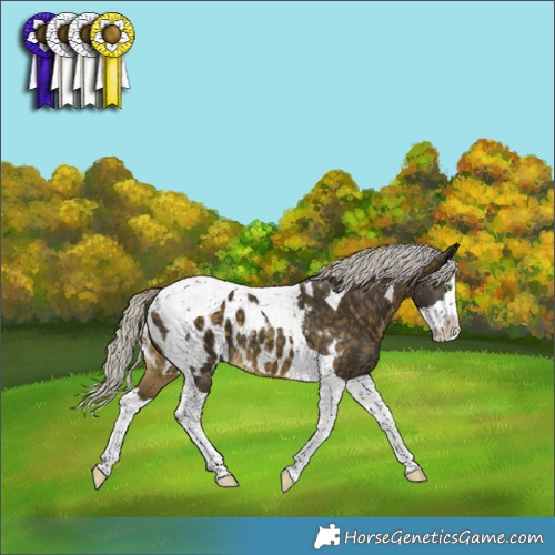 Horse Color:Silver Buckskin Splash Tobiano Appaloosa