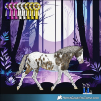 Horse Color:Silver Buckskin Splash Tobiano Appaloosa 