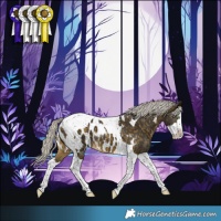 Horse Color:Silver Buckskin Splash Tobiano Appaloosa 