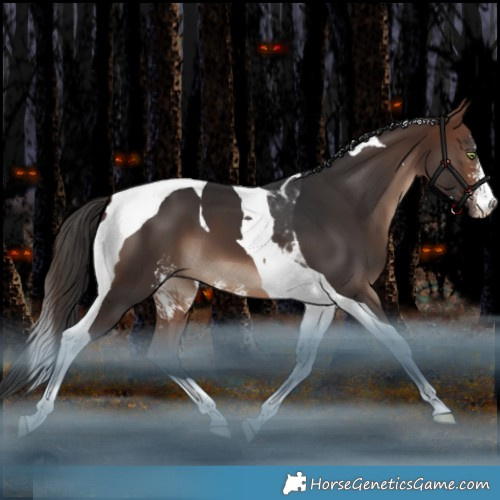 Horse Color:Brown Sabino Tobiano 