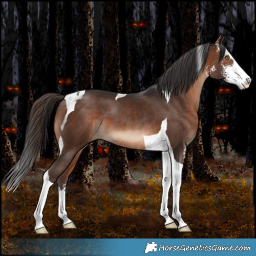 Horse Color:Brown Sabino Tobiano 