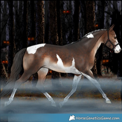 Horse Color:Brown Sabino Tobiano Rabicano