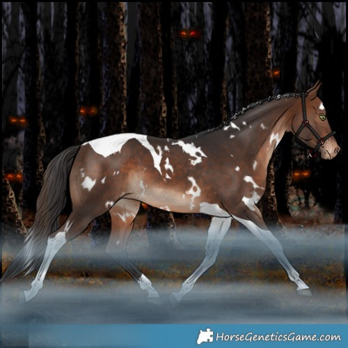 Horse Color:White Spotted Brown Tobiano Appaloosa 