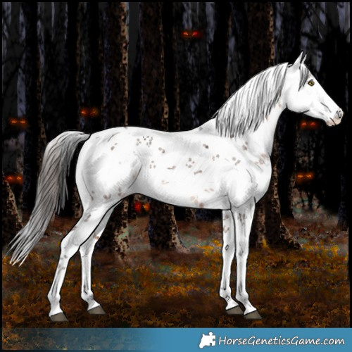 Horse Color:White Spotted Brown Sabino Appaloosa Rabicano