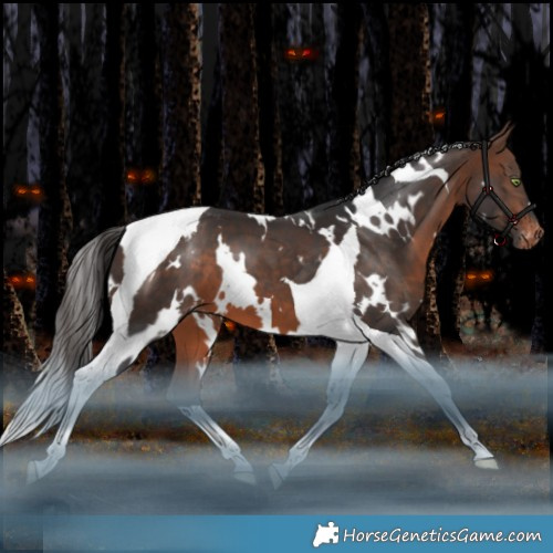 Horse Color:White Spotted Brown Tobiano Appaloosa 