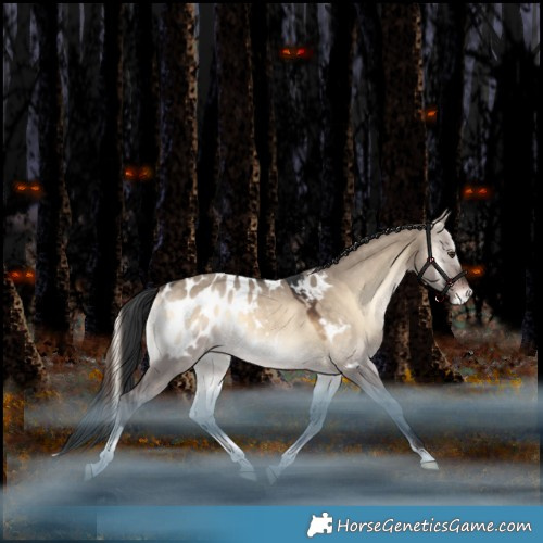 Horse Color:Bay Onyx Appaloosa