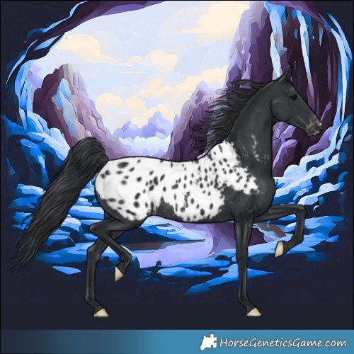 Horse Color:Black Appaloosa Rabicano 
