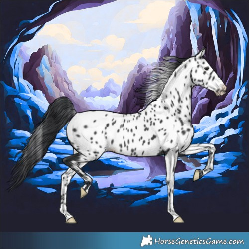 Horse Color:Black Appaloosa Rabicano