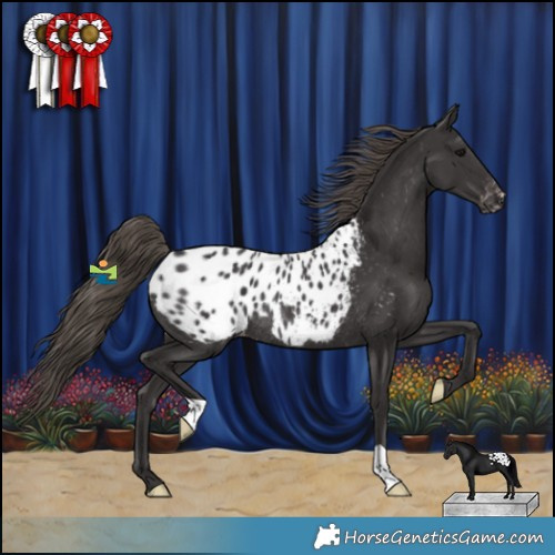 Horse Color:Smoky Black Appaloosa Rabicano