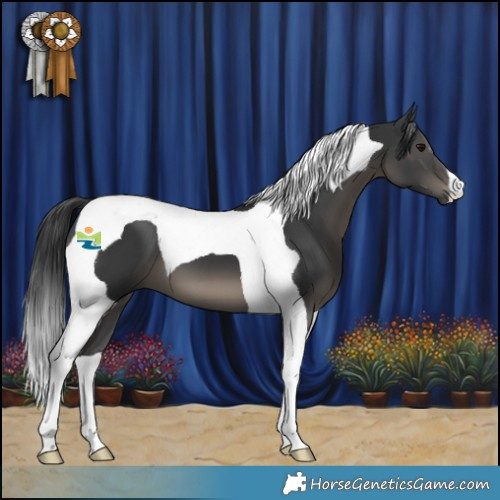 Horse Color:Black Tobiano 