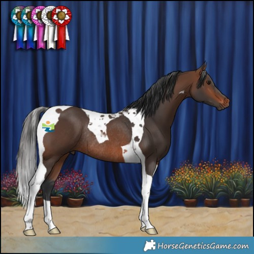Horse Color:Brown Tobiano Rabicano 