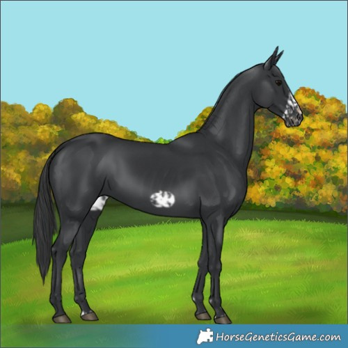 Horse Color:Black  and Black Frame 