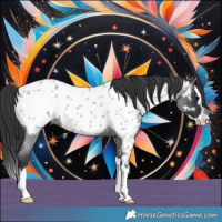 Horse Color:Blue Roan Splash Near Leopard Rabicano