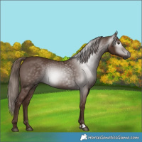 Horse Color:Gray Chestnut