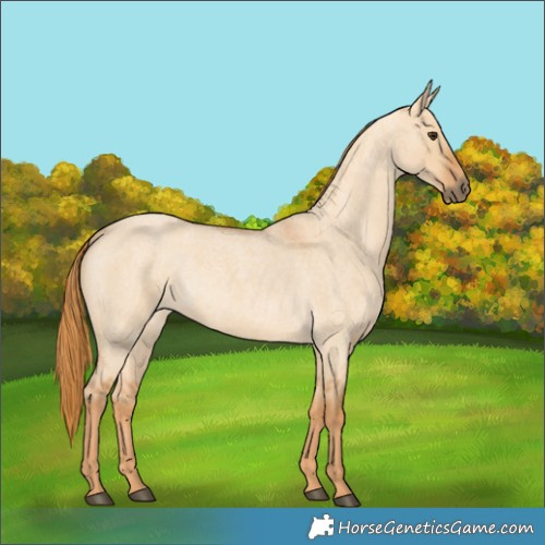 Horse Color:Red Dun Roan 