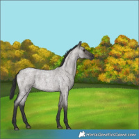 Horse Color:Grullo Roan 