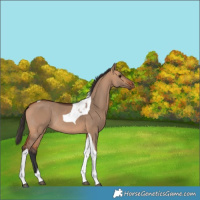 Horse Color:Bay Dun Tobiano Rabicano