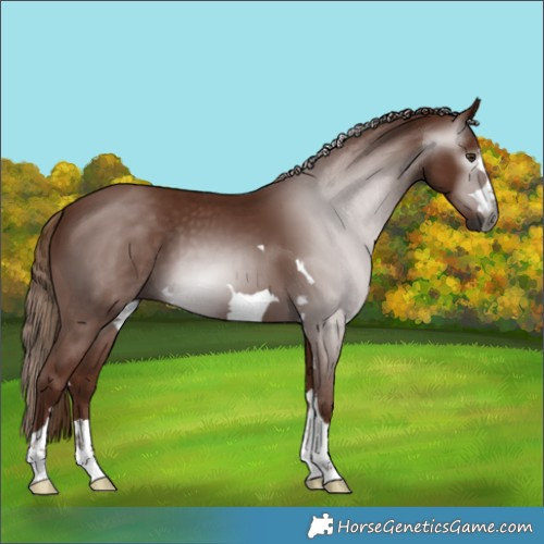 Horse Color:Gray Chestnut 