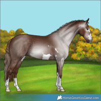 Horse Color:Gray Chestnut 