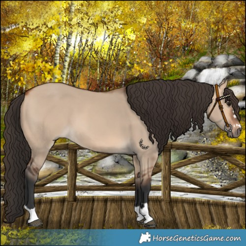 Horse Color:Bay Dun