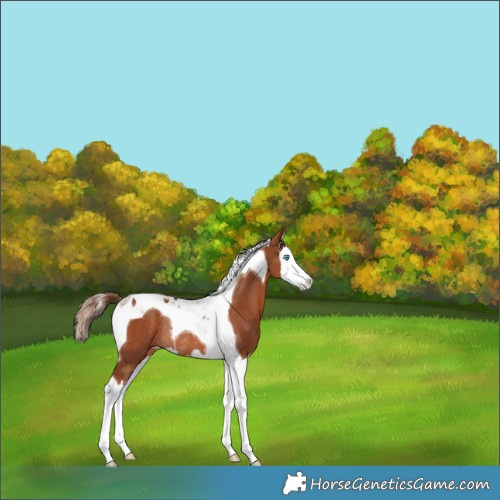 Horse Color:Chestnut Splash Tobiano Rabicano 