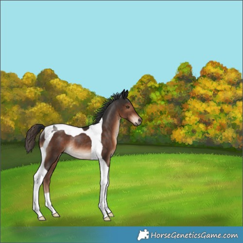 Horse Color:Liver Chestnut Tobiano Rabicano 