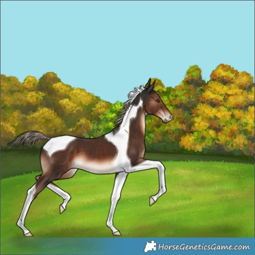 Horse Color:Liver Chestnut Tobiano 