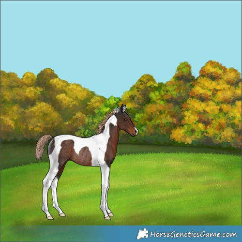 Horse Color:Liver Chestnut Tobiano Rabicano