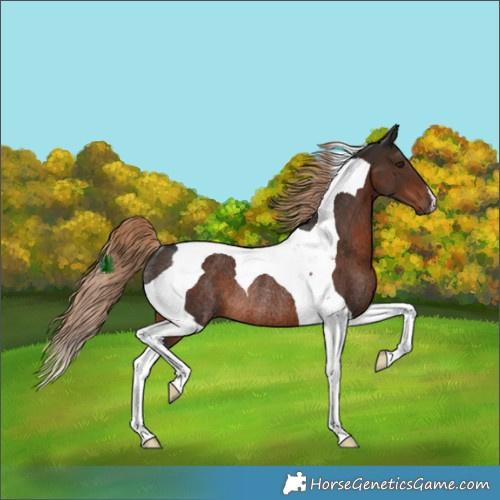 Horse Color:Liver Chestnut Tobiano Rabicano 