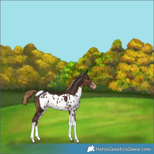 Horse Color:Liver Chestnut Tobiano Skewed Appaloosa 