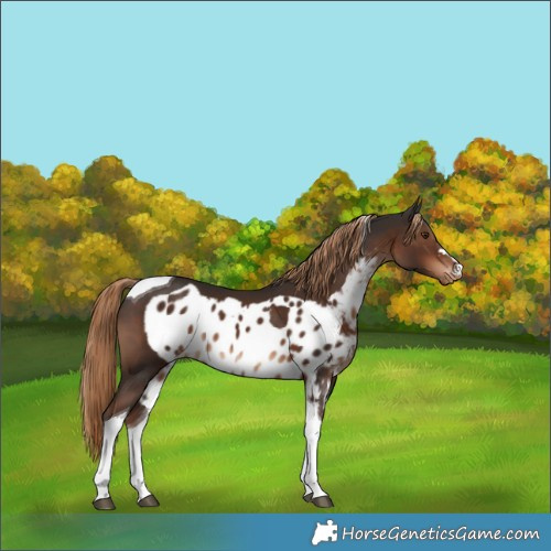 Horse Color:Liver Chestnut Tobiano Skewed Appaloosa 