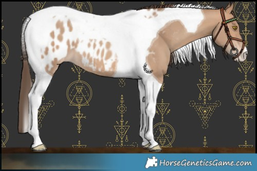 Horse Color:Amber Champagne Tobiano Near Leopard 