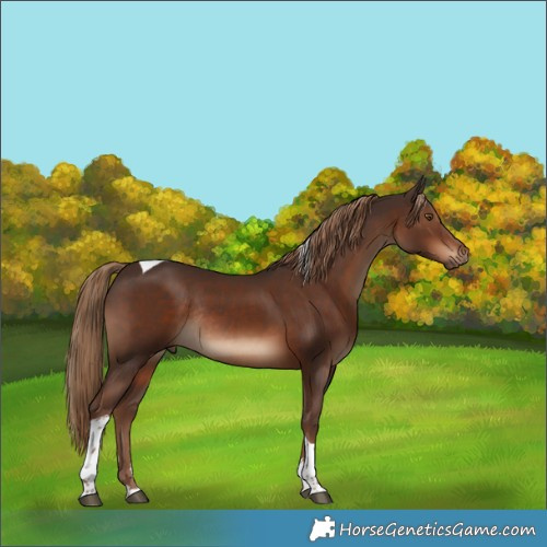 Horse Color:Liver Chestnut Tobiano Rabicano