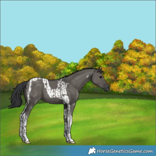 Horse Color:Grullo  and Grullo Tobiano 