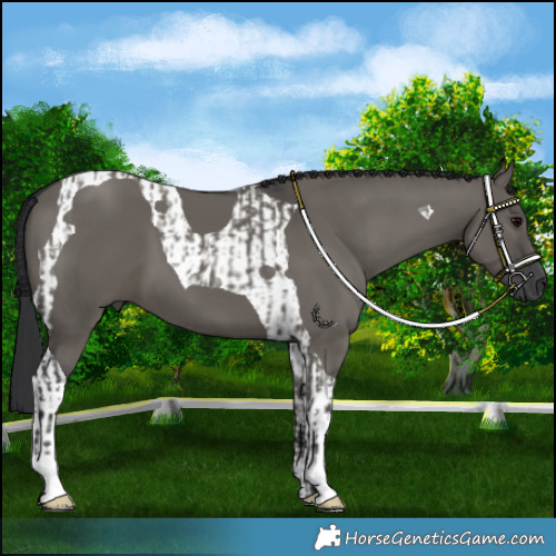 Horse Color:Grullo  and Grullo Tobiano 