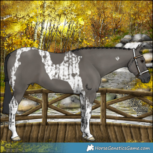 Horse Color:Grullo  and Grullo Tobiano 