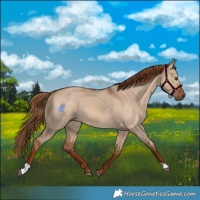 Horse Color:Red Dun 