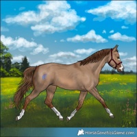 Horse Color:Red Dun 