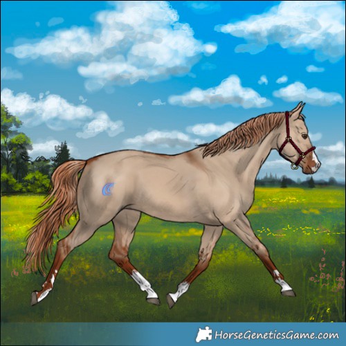 Horse Color:Red Dun 