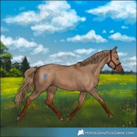 Horse Color:Red Dun 