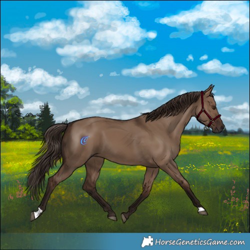 Horse Color:Liver Red Dun 